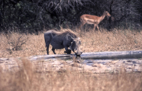 野猪 Phacochoerus aethiopicus, 克鲁格国家公园, 姆普马兰加, 南非