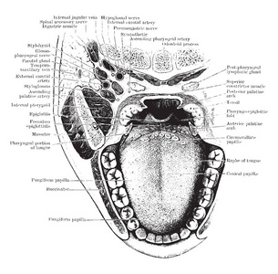 这张图代表横断面通过嘴和咽, 复古线图画或雕刻例证