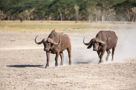 野生的非洲 Buffalo.Kenya 非洲