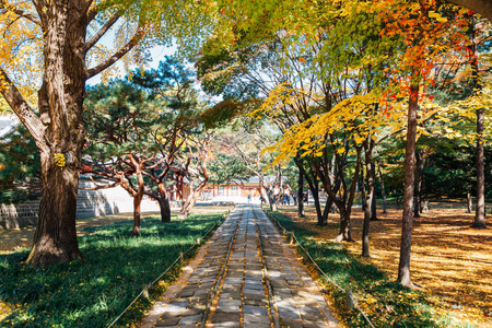 韩国首尔的钟庙秋枫林