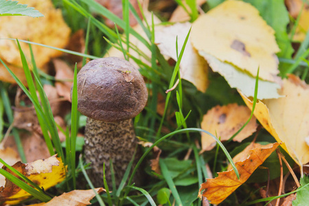 秋初蘑菇单面在森林中生长