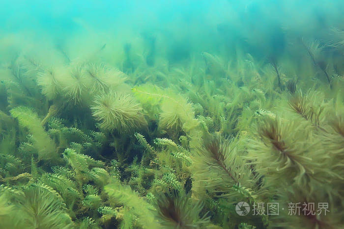 池塘底的生态系统和藻类的关闭