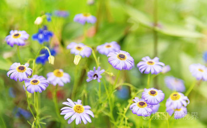 夏天阳光场景 雏菊或洋甘菊花绿草背景