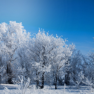 在雪的冬季公园。美丽的冬天景观道与 sn