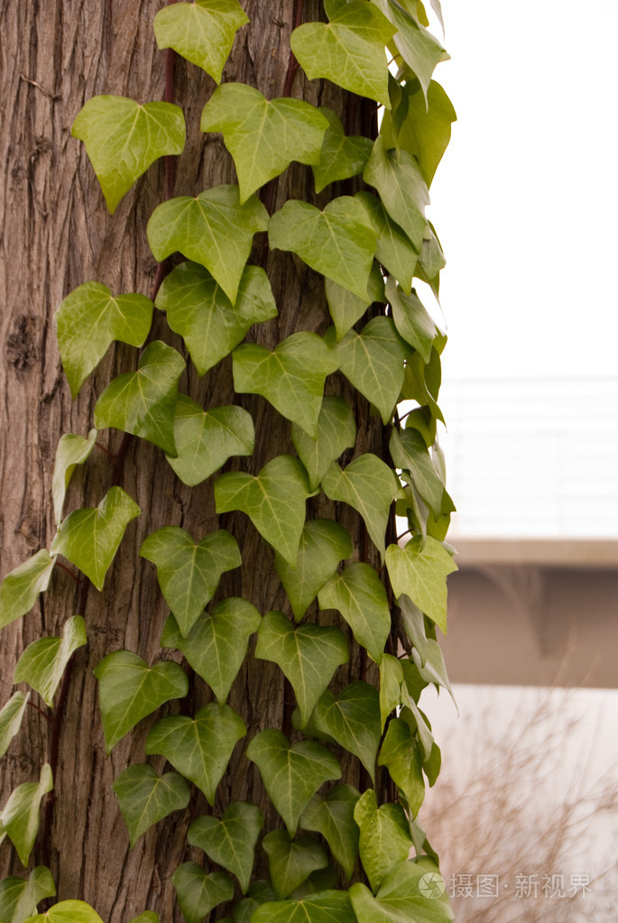 常春藤下来一棵树干