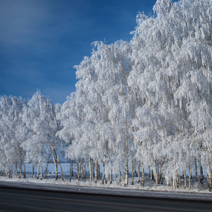 在雪的冬季公园。美丽的冬天景观道与 sn