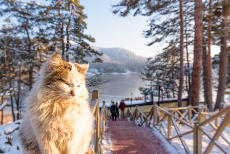 猫站立在木篱芭与风景看法冰冻 Abant 湖在格尔居克国家公园在博卢, 土耳其