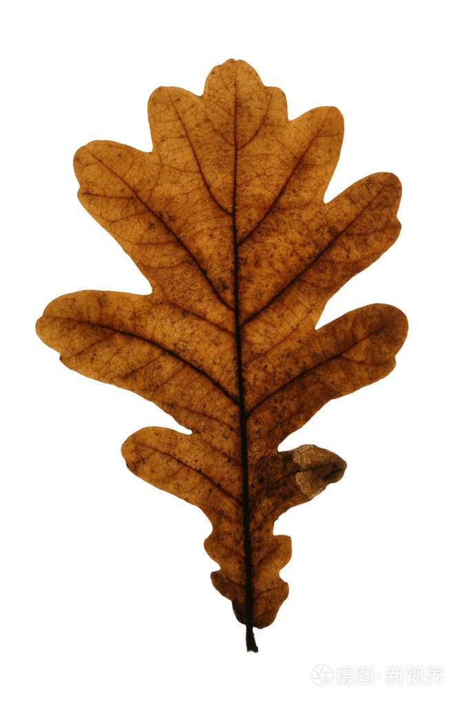 橡树叶上白色隔离