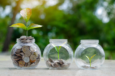 硬币树玻璃罐子植物从玻璃罐子外面的硬币生长模糊绿色自然背景省钱与投资理财理念