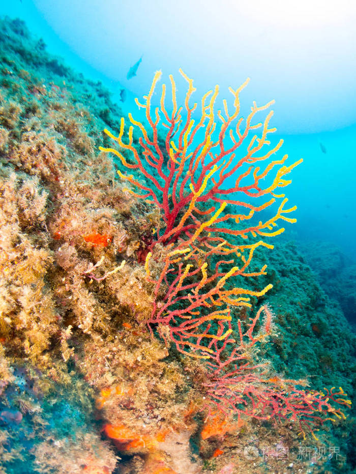 地中海的柳珊瑚,蓝色背景照片-正版商用图片0aj4vu-摄图新视界