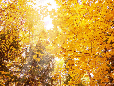 秋天森林风景在一个阳光明媚的天与枫叶背景照片