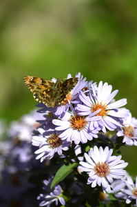 特写镜头上的阿斯特花, 自然, 宏观上的美丽蝴蝶