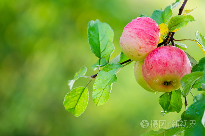 苹果果实生长在苹果树枝上