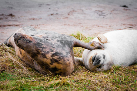 海豹躺在海滩上的唐娜角落海豹殖民地, 英国