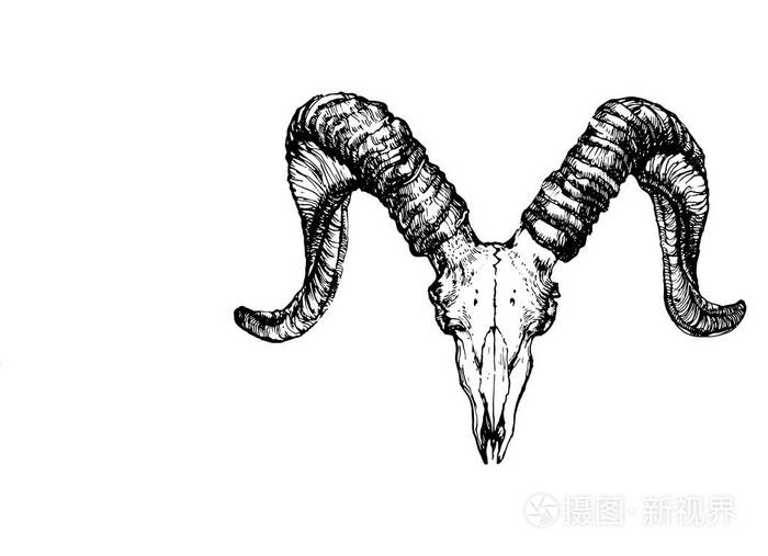羊头骨素描画法图片