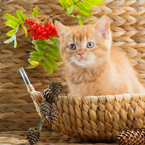 英国小猫坐在一个大篮子山灰