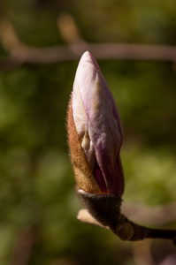 粉红色木兰芽