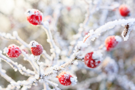 冬天的背景下，在冰冻的树枝上的色浆果覆盖无线