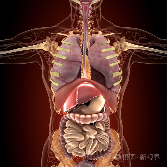 在x射线视图中的人体器官的解剖