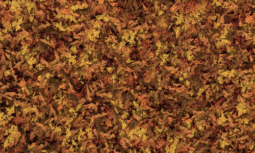 破碎的秋天的树叶照片