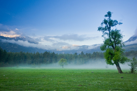 日出雾场绿色孤独的大树