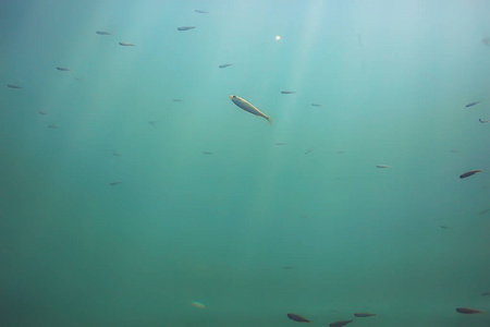 深海鱼类水下池塘生态系统的研究
