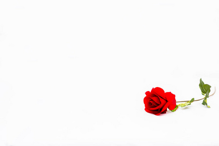 假美丽的红玫瑰是奠定了白色背景与复制空间和孤立的白色背景。红玫瑰代表浪漫, 爱与白色屏幕背景