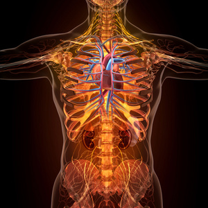 在 x 射线视图中的人体器官的解剖