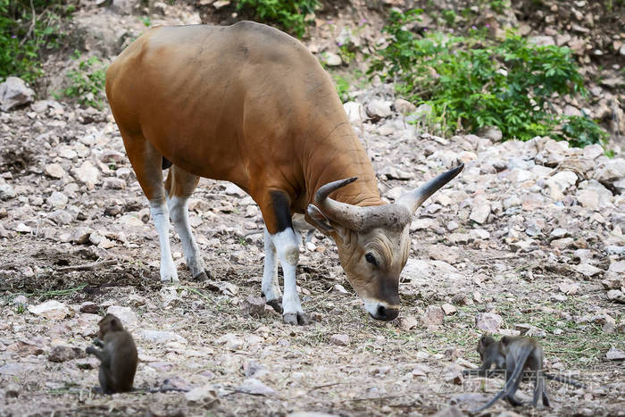 褐色公牛在他们的自然栖息地和一群猴子生活在一起