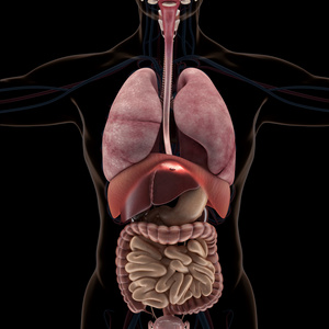 x 射线视图中的人体器官的解剖腹部器官前视图男性肠胃解剖人结肠男性