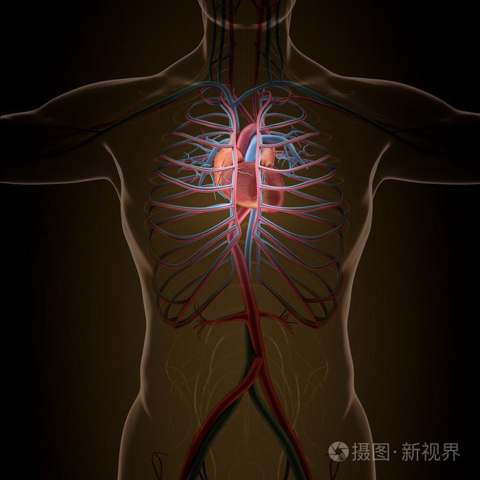 在x 射线视图中的人体器官的解剖