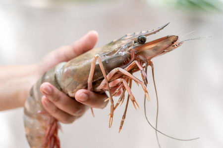 手捧虾大, 手大虾, 海鲜照片