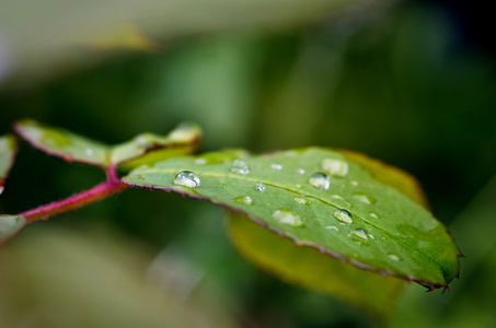 叶与雨水滴