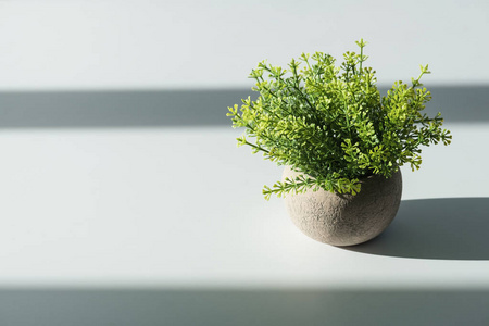 用复制空间在白桌上放有阳光阴影的花盆中的绿色植物