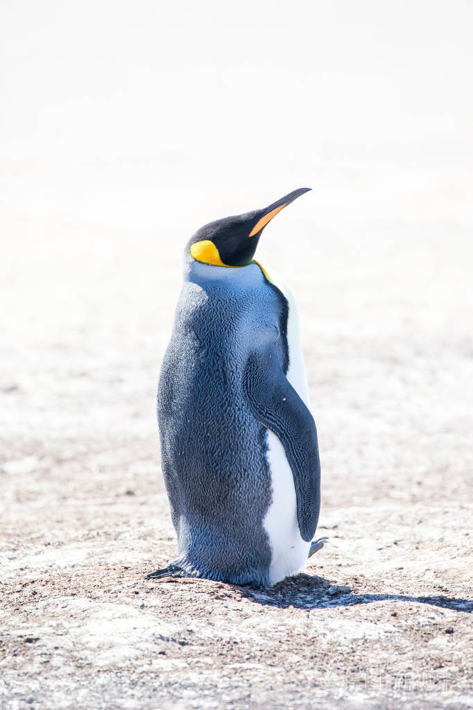 北极的一些企鹅四处走动寻找年轻的