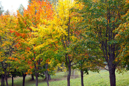 很多彩色的叶子秋天的树木