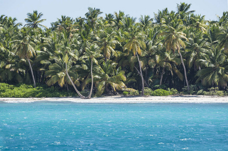 加勒比海, 绿松石水和棕榈树靠近 Saona 岛