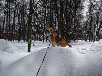 小狗戴着皮带坐在雪堆上