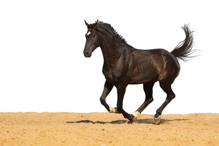 黑色和棕色的马在沙滩上驰骋在白色的背景上照片