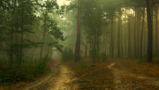 在秋天的森林里散步。雾。秋天的颜色。忧郁