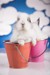 存储桶中的两个小兔子