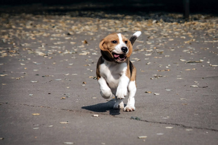 小猎犬幼犬