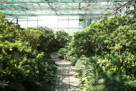 植物园内有异国植物的温室