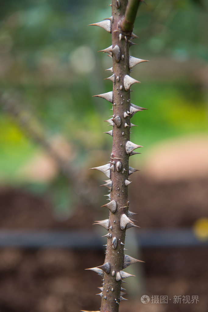 荆棘上玫瑰种植