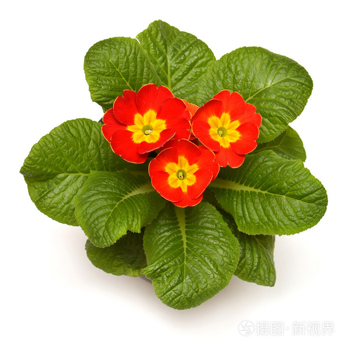 红色樱草花照片 正版商用图片0ak1pt 摄图新视界 红色樱草花照片 正版商用图片0ak1pt 摄图新视界