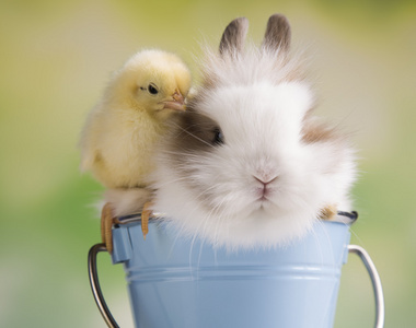 小黄鸡和兔子