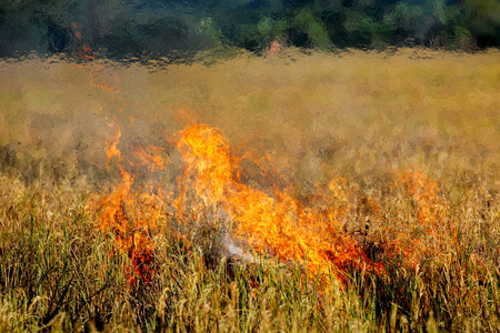 稻田火灾燃烧产生热蒸气壁