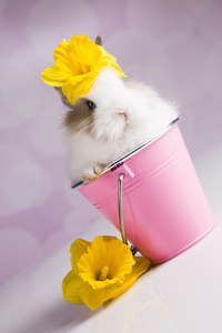 粉色桶粉色花桶的兔子照片