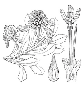 Acicarpha 开花植物的图像显示是整朵花复古线画或雕刻插图的一部分。