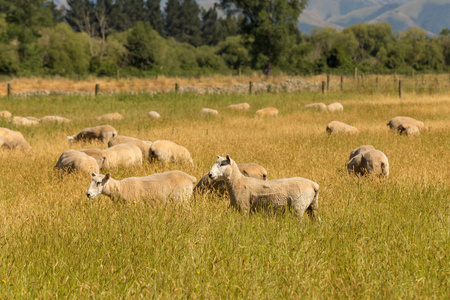 小绵羊农场在干燥绿色玻璃领域, 畜牧动物
